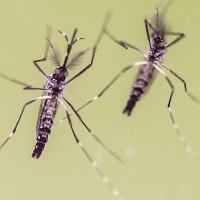 Die Ägyptische Tigermücke (Aedes aegypti) gilt als Hauptüberträger für das Dengue-Fieber. (Foto: Boris Roessler/dpa/dpa-tmn)