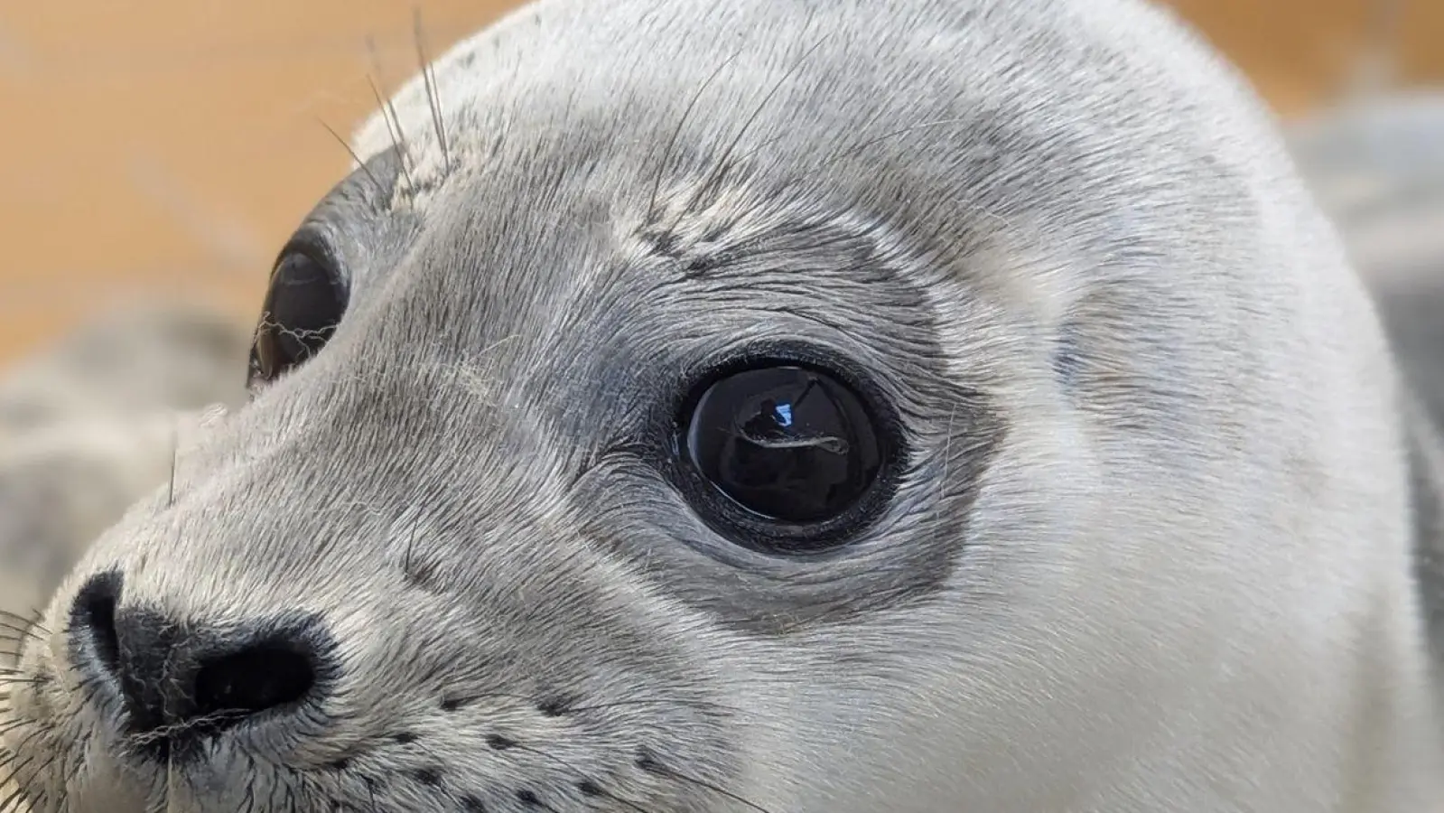 Die Seehundstation kümmert sich jedes Jahr um mehr als 150 kranke, mutterlose oder verletzte Seehunde. (Foto: Seehundstation Norddeich/dpa)
