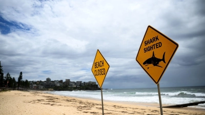 In den vergangenen Tagen wurden immer wieder Haie gesichtet - auch vor dem berühmten Bondi Beach. (Symbolbild) (Foto: Bianca De Marchi/AAP/dpa)