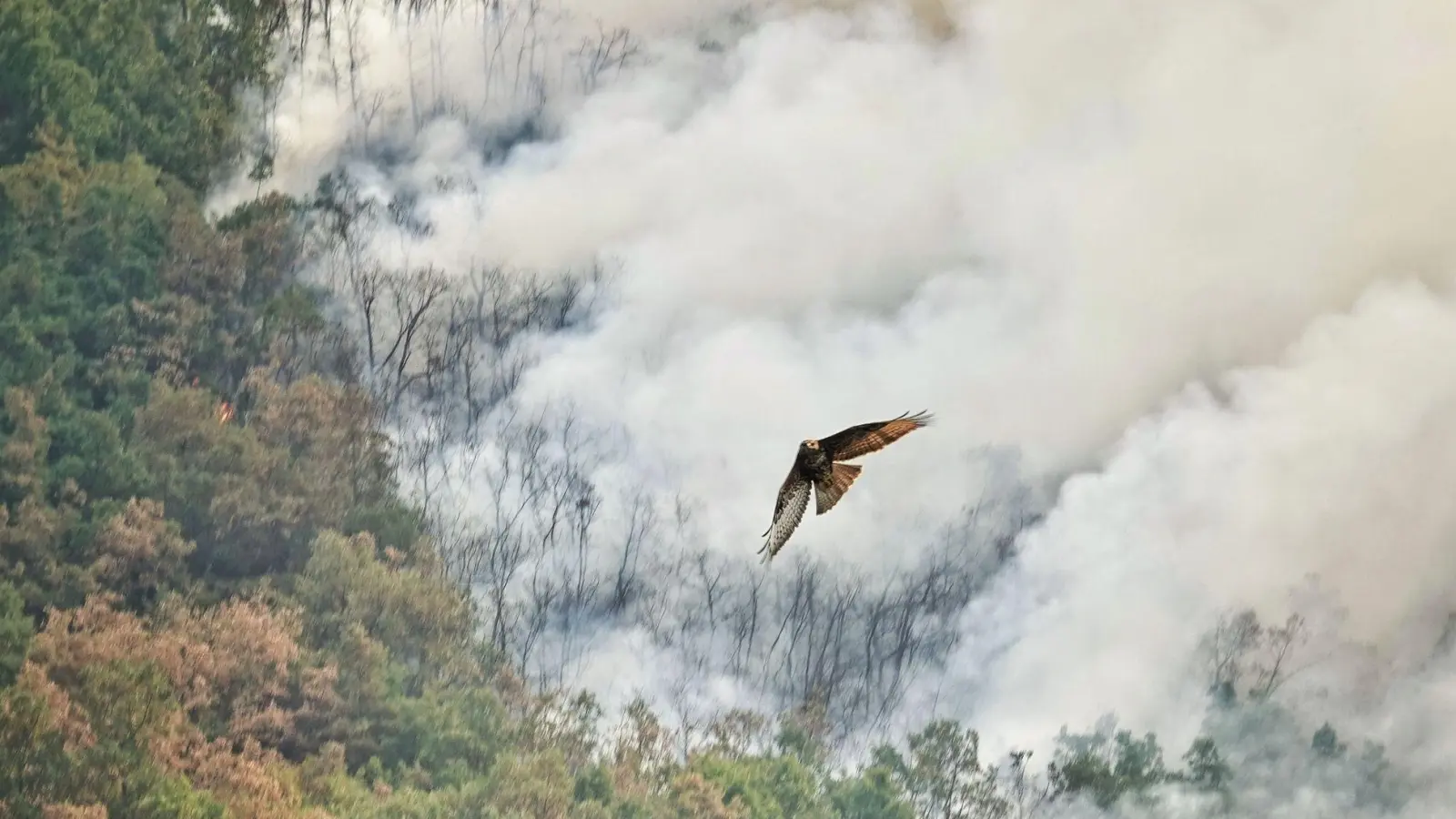 Ein Raubvogel flieht vor den Flammen während eines Waldbrandes in Anllarinos Del Sil, Asturien.  (Foto: Xuan Cueto/EUROPA PRESS/dpa)