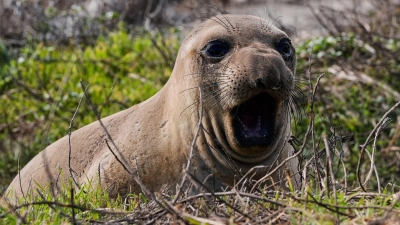 Ein weiblicher See-Elefant gähnt am Strand des Año Nuevo State Parks.  (Foto: Godofredo A. Vásquez/AP/dpa)