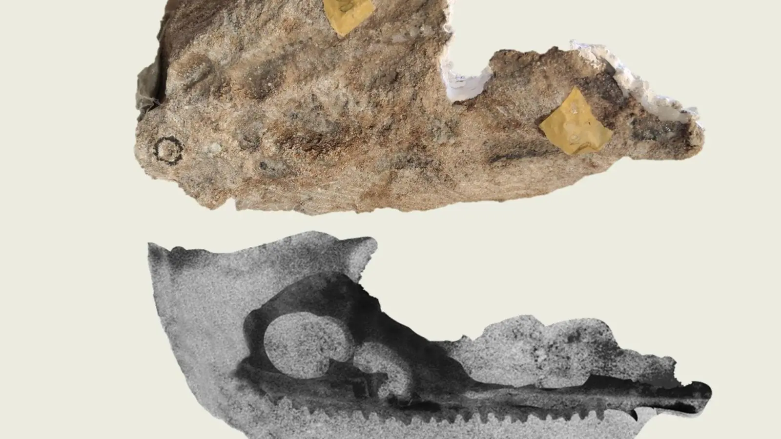 Oben der Steinbrocken, unten der CT-Scan des Steinbrockens. (Foto: ---/Bayerisches Landesamt für Umwelt/dpa)