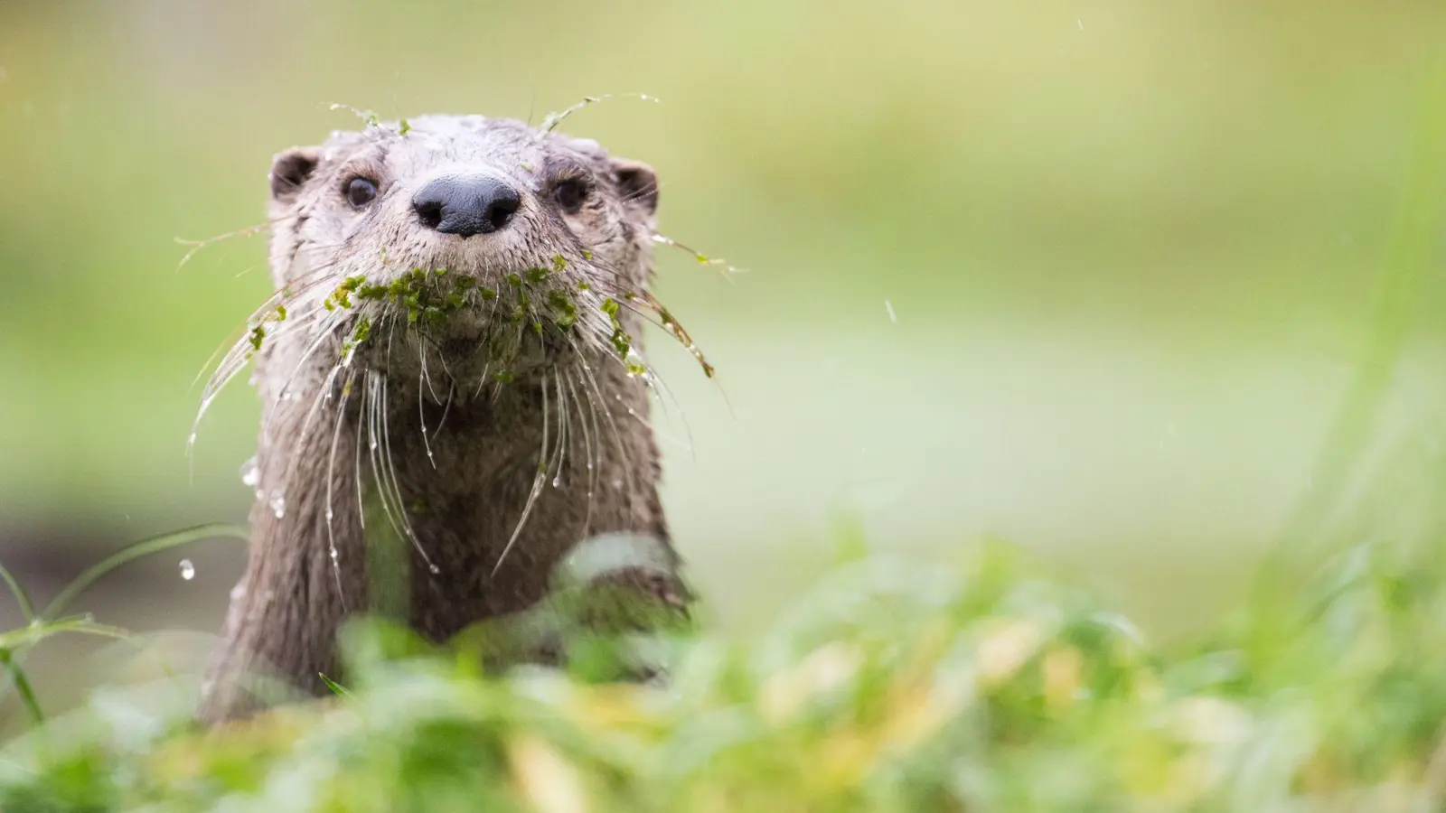 Gute Nachrichten für Bayerns Fischotter - bis auf Weiteres ist die gesetzliche Grundlage zur Tötung der streng geschützten Tiere im Freistaat vom VGH außer Vollzug gesetzt worden. (Illustration)  (Foto: Lino Mirgeler/dpa)