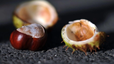 Herbstgefahr: Herabfallende Kastanien und Eicheln können Blech und Lack von Autos beschädigen. (Foto: Jochen Lübke/dpa/dpa-tmn)