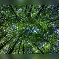 Wie bei anderen Finanzprodukten auch, sollte man das Risiko prüfen, bevor man sein Geld in Umwelt- oder Klimaschutzprojekte investiert. (Foto: Jens Büttner/dpa/dpa-tmn)