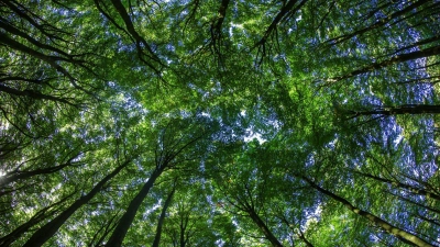 Wie bei anderen Finanzprodukten auch, sollte man das Risiko prüfen, bevor man sein Geld in Umwelt- oder Klimaschutzprojekte investiert. (Foto: Jens Büttner/dpa/dpa-tmn)
