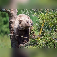 Im Allgäu könnte wieder ein Braunbär unterwegs sein. (Symbolbild) (Foto: Lino Mirgeler/dpa)