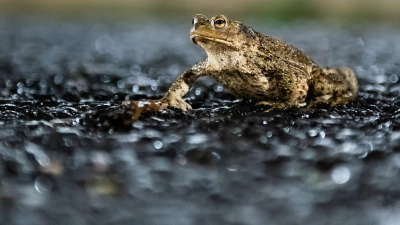 Gefährliche Reise: Jedes Jahr sterben Tausende Amphibien auf Straßen während ihrer Wanderung zu den Laichgewässern. (Foto: Silas Stein/dpa/dpa-tmn)