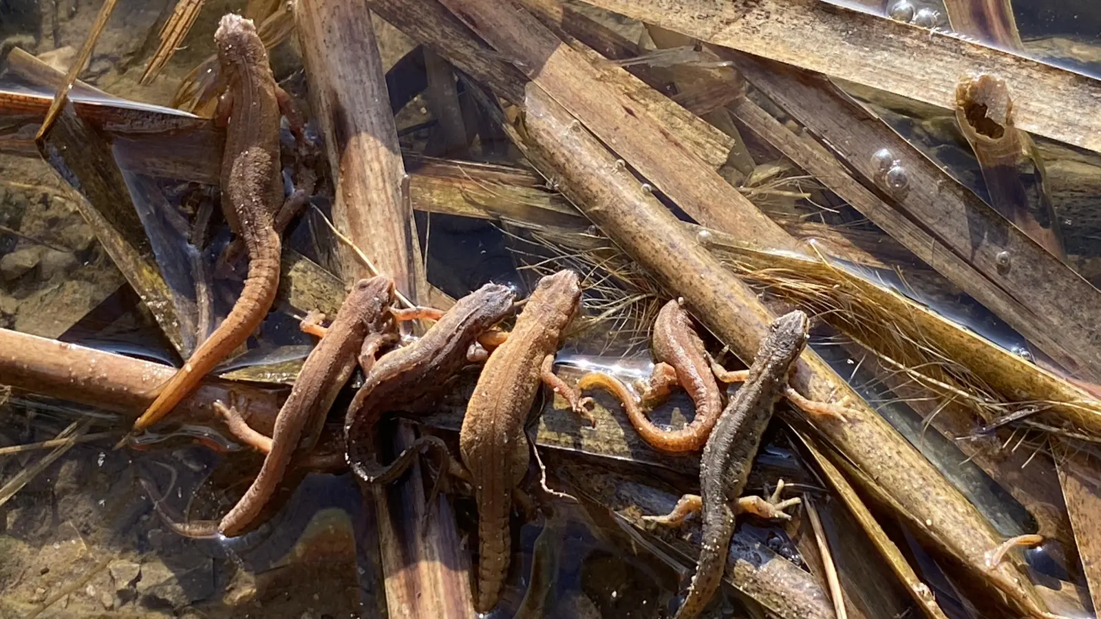Teich- und Fadenmolche sind schwer voneinander zu unterscheiden. Im Dickicht sind sie gut getarnt. (Foto: Horst Ulsenheimer)