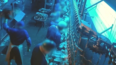 Dieser Ausschnitt aus dem Video von Aninova soll zeigen, wie links ein Mitarbeiter ein Huhn wirft. Angeblich stammen die Aufnahmen aus einem Schlachtbetrieb in Wassertrüdingen. (Foto: Aninova.org)