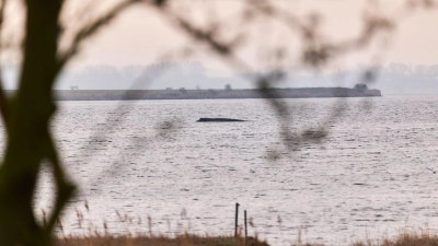 Die Wasserschutzpolizei kann keine Veränderung des Zustands des Wales beobachten (Archivbild). (Foto: Marcus Golejewski/dpa)