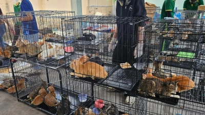 Die beschlagnahmten Katzen haben seelisch und körperlich viel durchgemacht.  (Foto: Phuong Tham / Humane World for Animals/dpa)