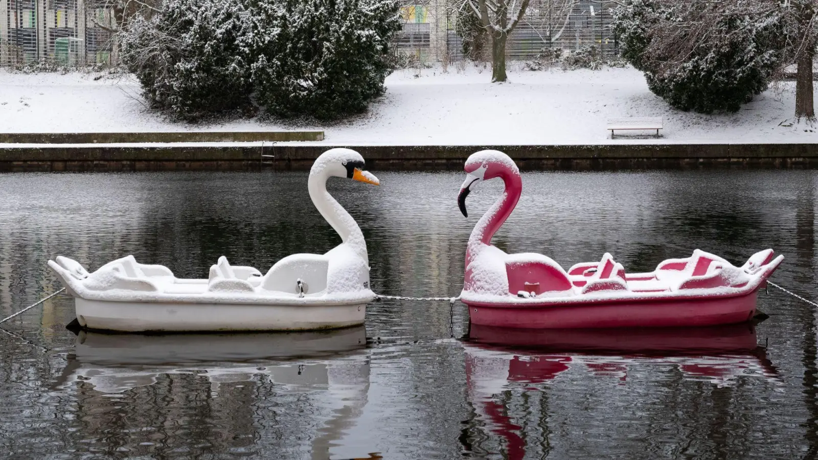 Schneebedeckt: Zwei Tretboote in Form eines Schwans und eines Flamingos auf der Havel in Potsdam. (Foto: Georg Moritz/dpa)