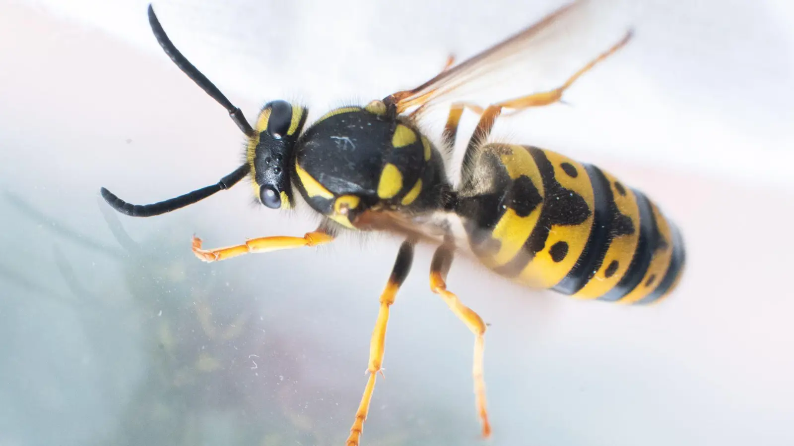 Kleine Unfallursache: Wer hektisch Wespen und Co. am Steuer vertreibt, riskiert die Kontrolle über das Auto zu verlieren. (Foto: Julian Stratenschulte/dpa/dpa-tmn)
