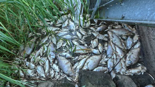 Tote Fische haben sich an einem Wehr im deutsch-polnischen Grenzfluss Westoder, nahe dem Abzweig vom Hauptfluss Oder, auf der Wasseroberfläche gesammelt. (Foto: Patrick Pleul/dpa)