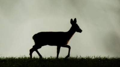 Die Rehe wurden offenbar unter anderem mit einem Pfeil getötet. (Archivbild) (Foto: Julian Stratenschulte/dpa)