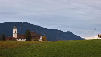 Eine Kuh weidet am frühen Morgen vor der Wieskirche. (Foto: Karl-Josef Hildenbrand/dpa)