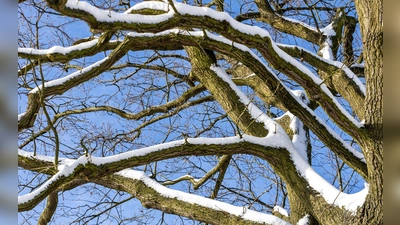In Nürnberg ist eine Frau von einem Ast tödlich getroffen worden. Unklar war noch, ob dieser wegen des Schneefalls abbrach. (Symbolbild) (Foto: Frank Hammerschmidt/dpa)