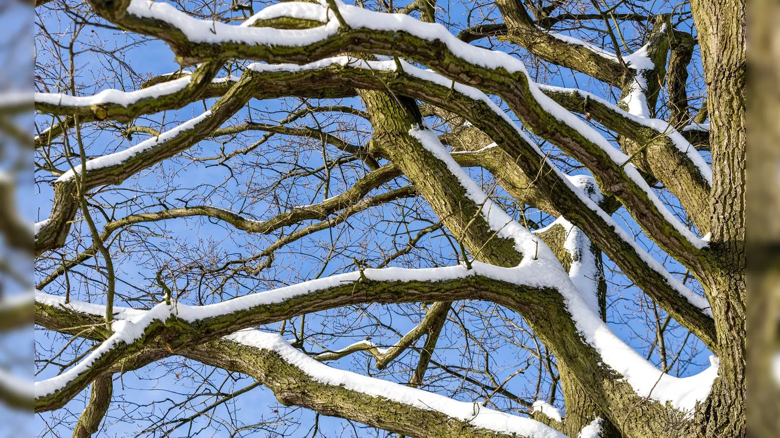 In Nürnberg ist eine Frau von einem Ast tödlich getroffen worden. Unklar war noch, ob dieser wegen des Schneefalls abbrach. (Symbolbild) (Foto: Frank Hammerschmidt/dpa)