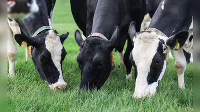 Einer Studie zufolge hat die Grasfütterung von Kühen positive Auswirkungen auf das Klima. (Foto: Oliver Berg/dpa)