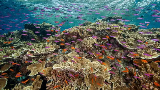 Auf diesem von der Great Barrier Reef Marine Park Authority zur Verfügung gestellten Foto schwimmen kleine Fische in den Gewässern des Ribbon Reef 10. (Foto: J. Sumerling/Great Barrier Reef Marine Park Authority/AP/dpa)
