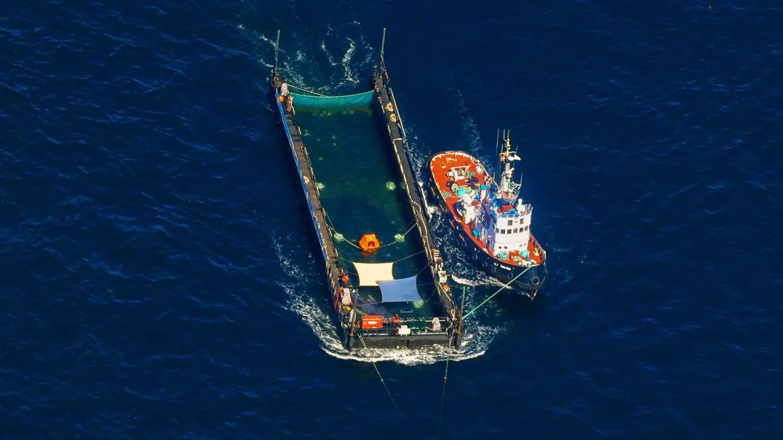 Das Transportschiff mit dem Wal ist seit mehreren Tagen unterwegs. (Foto: Christoph Reichwein/dpa)