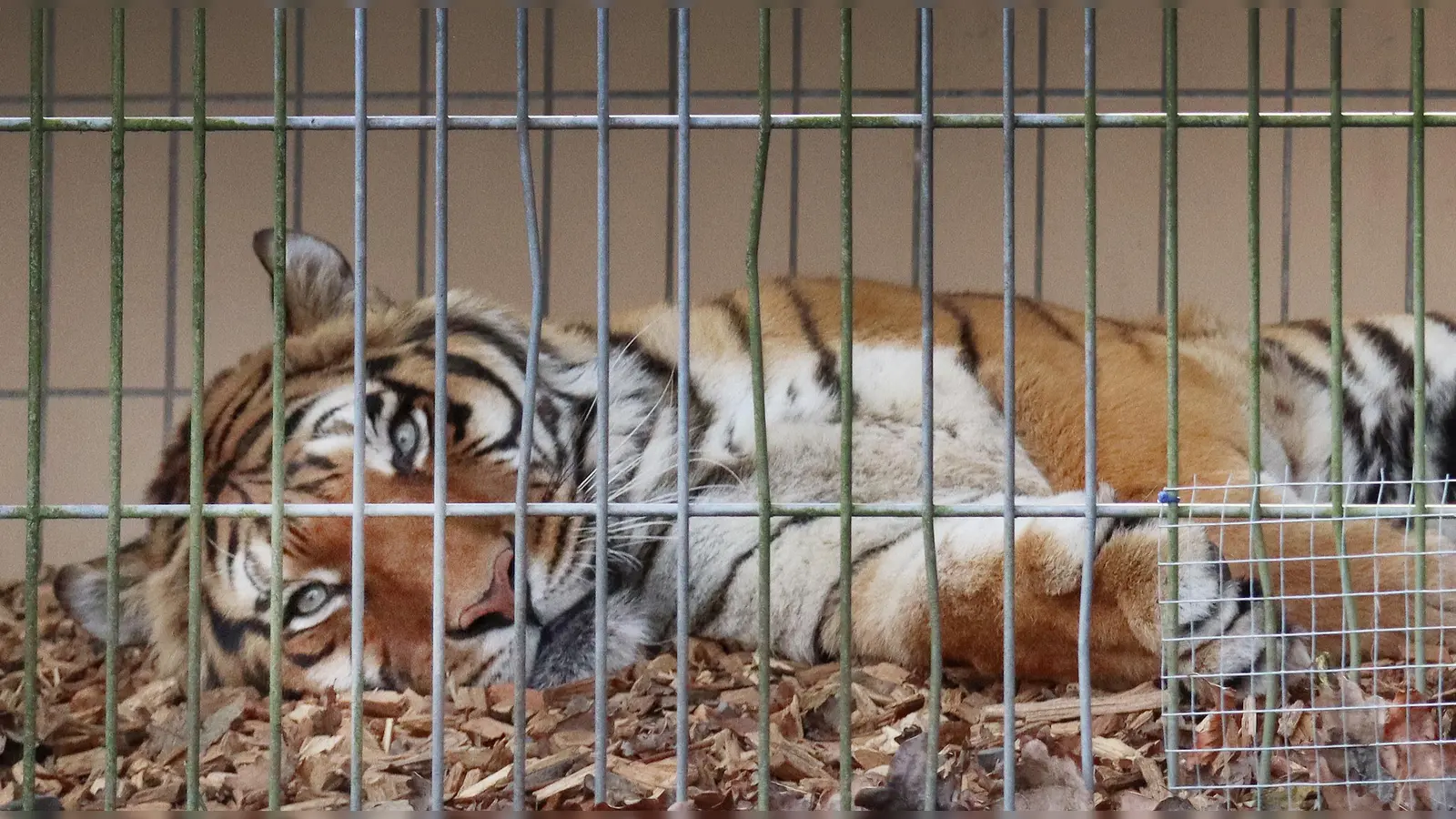 Derzeit leben noch ein Tiger und verschiedene kleinere Raubkatzen in der Auffangstation in Wallersdorf. (Archivbild: Antonia Müller)