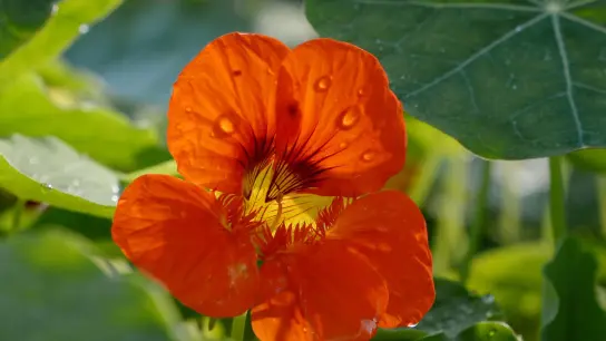 Wussten Sie, das bunte Blüten (im Bild Kapuzinerkresse) nicht nur hübsch, sondern auch richtig lecker sein können? (Foto: Andrea Warnecke/dpa-tmn)