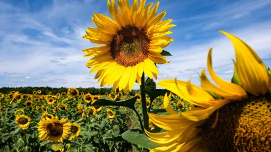 Sonnenblumen blühen bei Sonnenschein und blauem Himmel auf einem Feld. (Foto: Jens Kalaene/dpa/Symbolbild)
