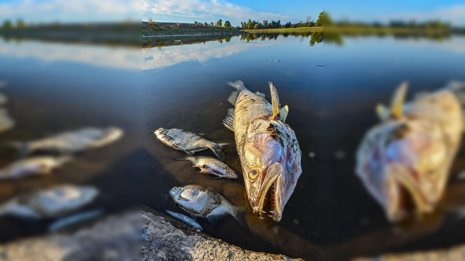 Tote Fische treiben im flachen Wasser des deutsch-polnischen Grenzflusses Oder. (Foto: Patrick Pleul/dpa)