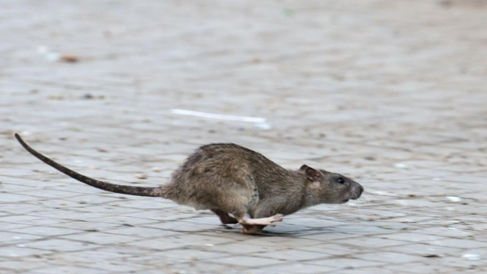 New Yorks Kampf gegen die Ratten zeigt nach Angaben der Stadtreinigung Erfolge. (Archivbild) (Foto: Bernd von Jutrczenka/dpa)