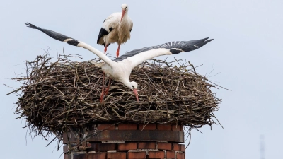 Ein Storch startet aus seinem Horst: „Wenn ein großer Populationsdruck da ist, können an günstigen Standorten Kolonien entstehen.“ (Foto: Daniel Karmann/dpa)