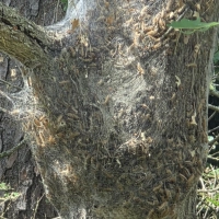 Ein mit Eichenprozessionsspinnern befallener Baum: Die Raupen den Schmetterlings können gesundheitliche Risiken darstellen und Eichen schädigen. (Foto: Florian Vogel)