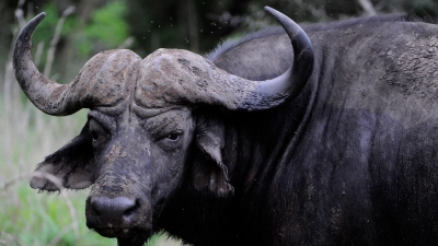 Dramatisches Ende eines Löwenangriffs: Dutzende Büffel in Panik trampeln sich in einem Fluss zu Tode. (Archivbild) (Foto: Frank May/dpa)