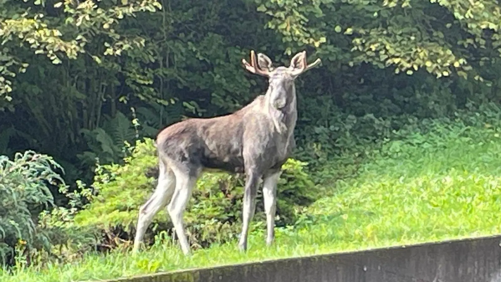 Elch Erwin ist eingefangen worden. (Archivbild) (Foto: -/Landratsamt Ortenaukreis/dpa)