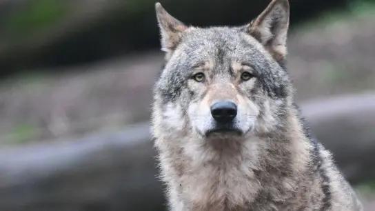 Ein Wolf steht in einem Tierpark-Gehege. (Foto: Bernd Weißbrod/dpa)