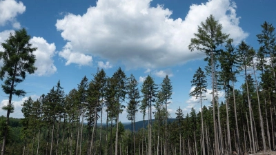 Trockene Bäume liegen in einer kahlen Stelle im Wald. Die Weltwirtschaft droht einer Studie zufolge durch Klimafolgen stark zu schrumpfen. (Foto: Sebastian Gollnow/dpa)