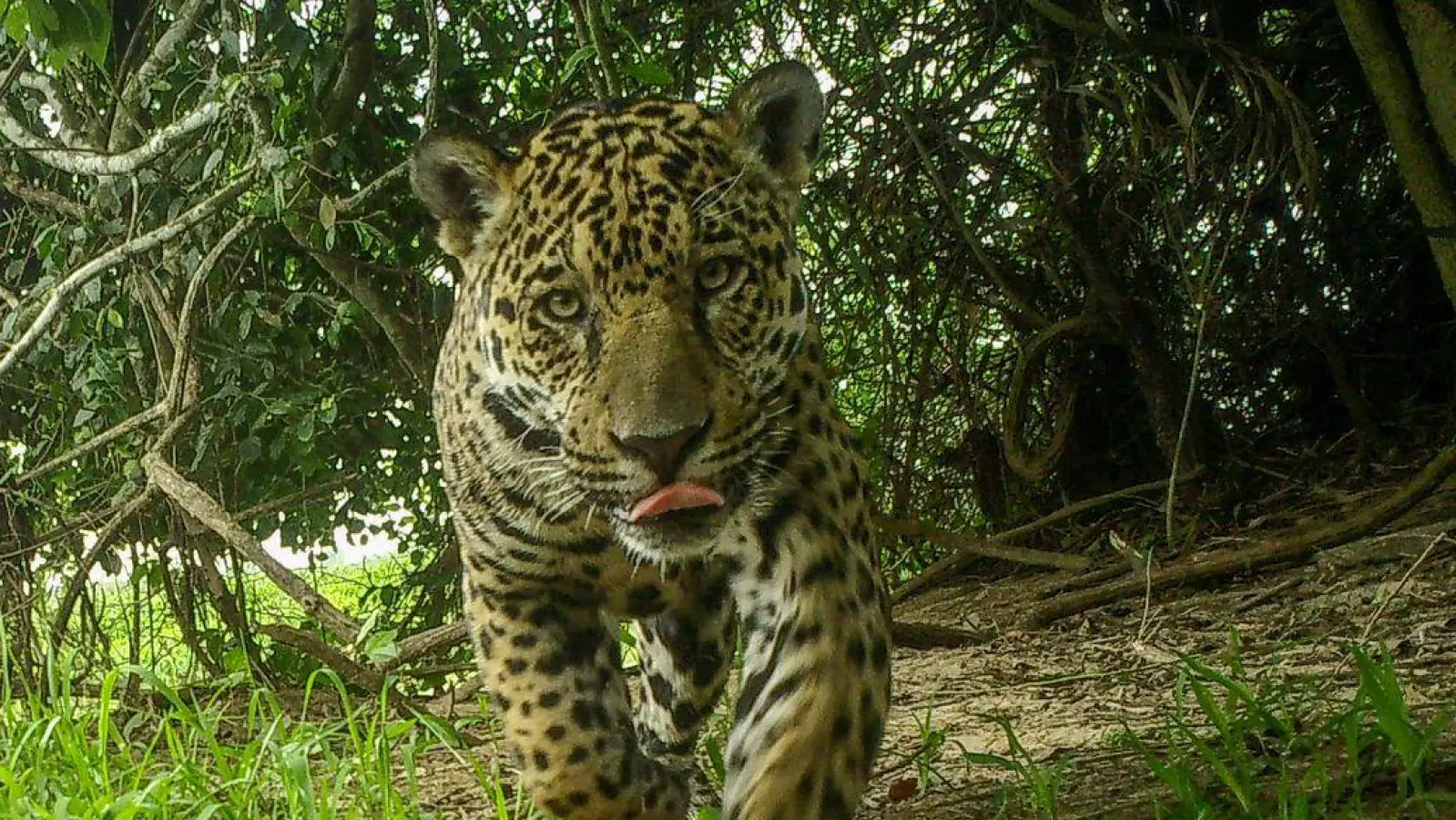 Die Jaguare wurden von Wildkameras abgelichtet.  (Foto: ---/Global Change Biology/dpa)
