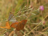 Flügeltanz - gesehen auf dem Hesselberg (Foto: Kurt Kochler)