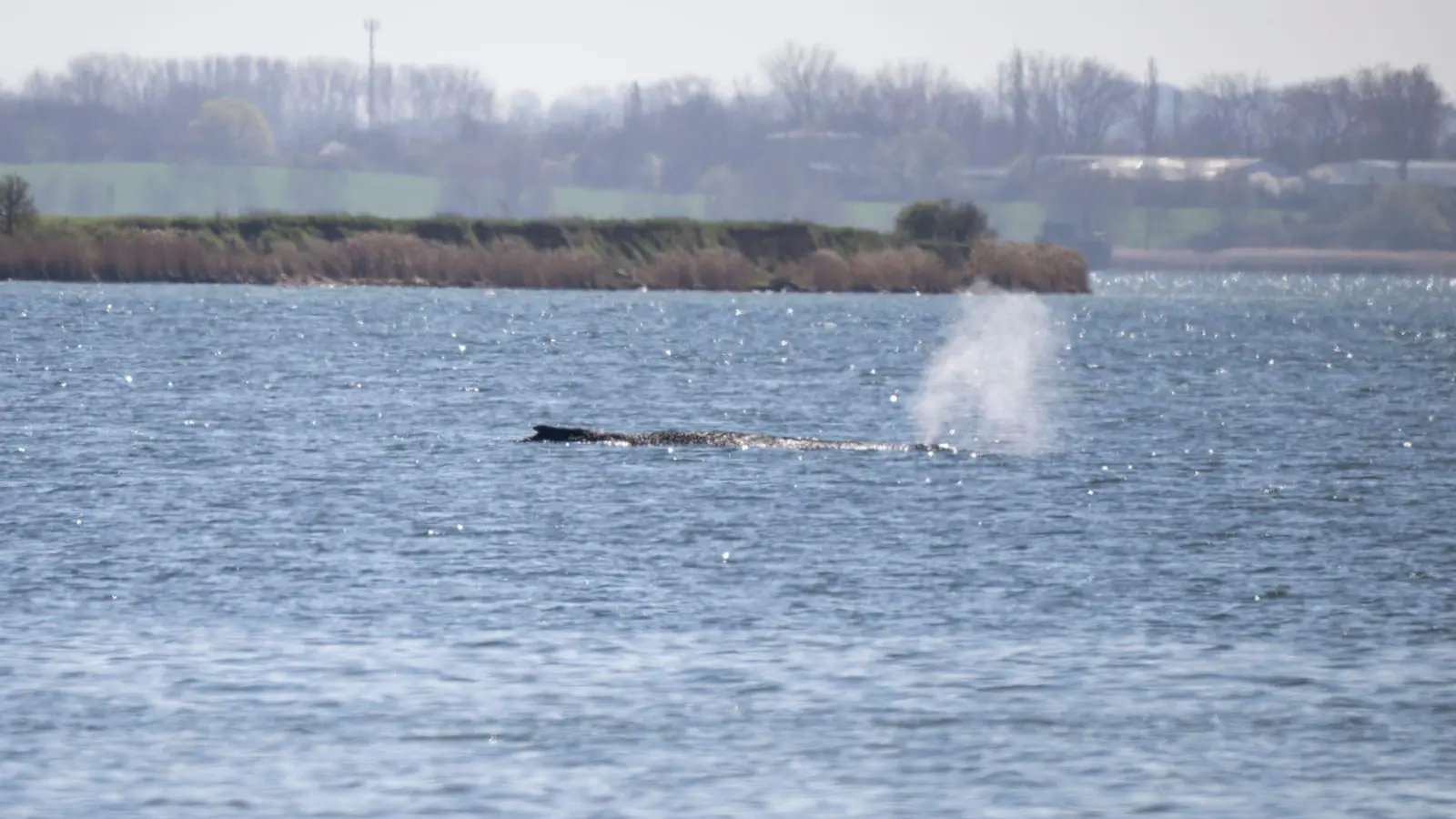 Der Buckelwal Timmy kann vermutlich nicht gerettet werden.  (Foto: Philip Dulian/dpa)