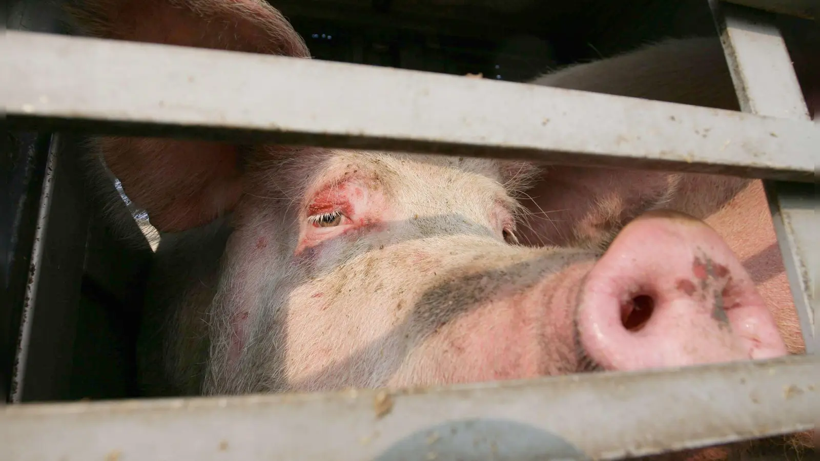 Wie viele Schweine verletzt oder gestorben sind, ist derzeit nicht bekannt. (Symbolbild) (Foto: Peter Steffen/dpa)