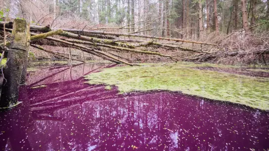 Purpurfarben schimmert das Wasser im Hildesheimer Wald bei Sibbesse. Aber warum? (Foto: Julian Stratenschulte/dpa)