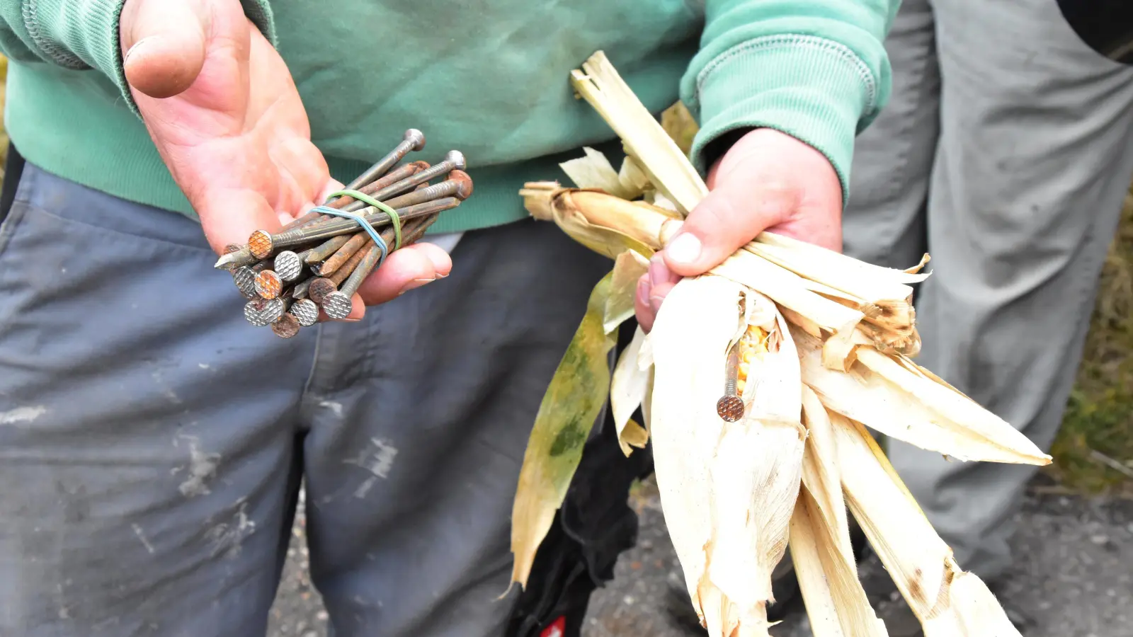  Diese 13 Zentimeter langen Zimmermannsnägel wurden im Maisfeld entdeckt. (Foto: Fritz Arnold)