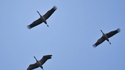 In Bayern gibt es aktuell etwa 50 Kranichpaare. Auch sie machen sich für den Winter auf den Weg in den Süden. (Symbolbild) (Foto: Patrick Pleul/dpa-Zentralbild/dpa)