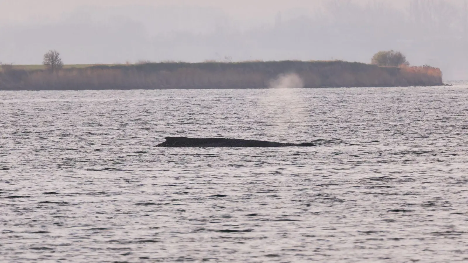 Um den Buckelwal herum ist eine Sperrzone eingerichtet worden. (Foto: Marcus Golejewski/dpa)