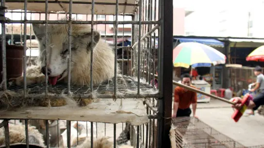 Marderhunde liegen in engen Käfigen auf dem Xin-Yuan-Markt in Guangzhou. Gelangte das Corona-Virus von ihnen aus zum Menschen? (Foto: Paul Hilton/epa/dpa)