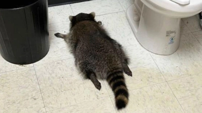Nach seiner Spritztour war erst einmal Ausnüchterung angesagt, bevor der Waschbär zurück in die Wildnis durfte. (Handout). (Foto: Uncredited/Hanover County Protection/AP/dpa)