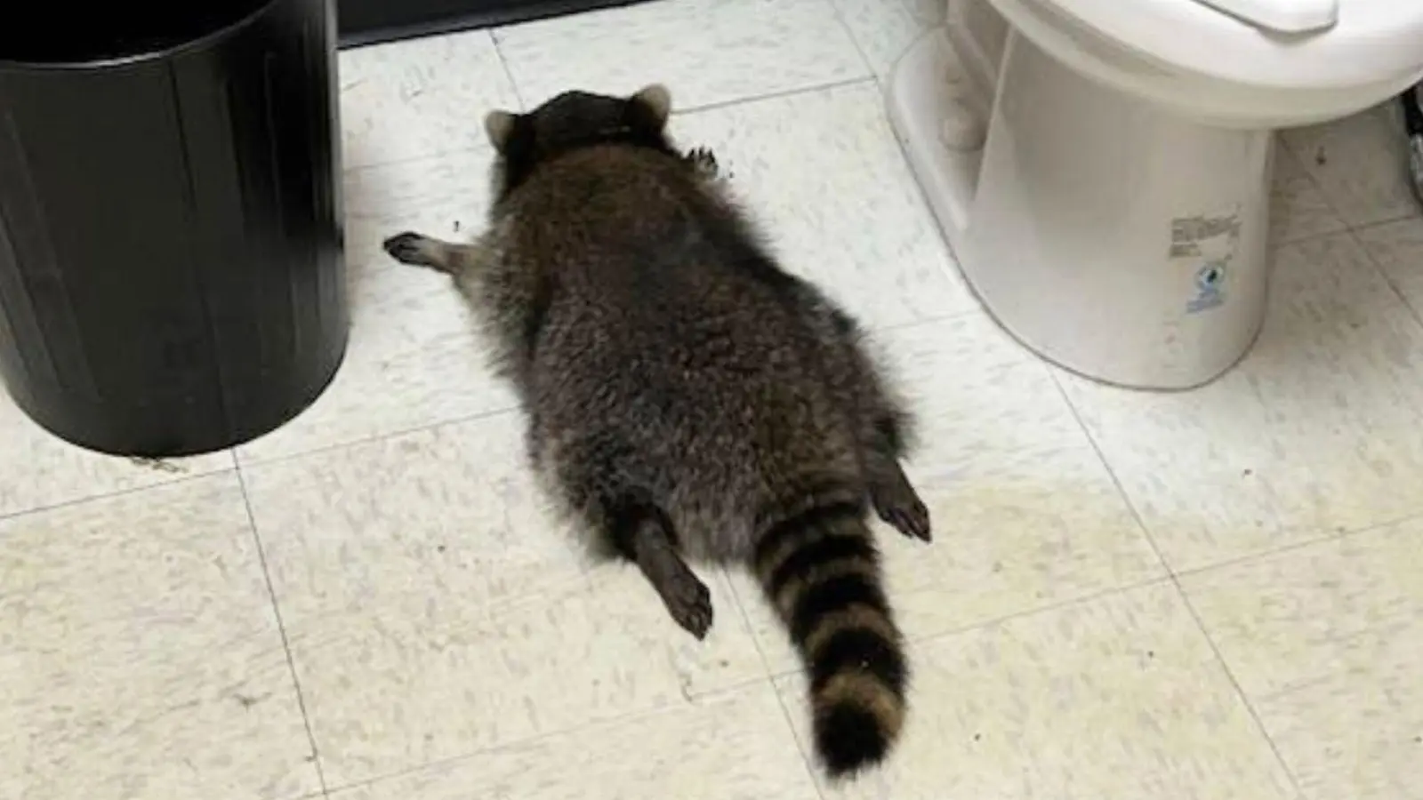 Nach seiner Spritztour war erst einmal Ausnüchterung angesagt, bevor der Waschbär zurück in die Wildnis durfte. (Handout). (Foto: Uncredited/Hanover County Protection/AP/dpa)