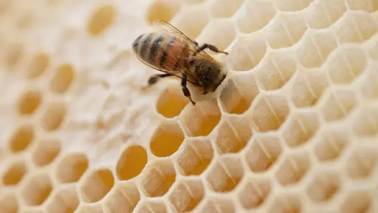 Eine Biene steckt ihren Kopf in den Hohlraum einer Bienenwabe. (Foto: Friso Gentsch/dpa/Symbolbild)