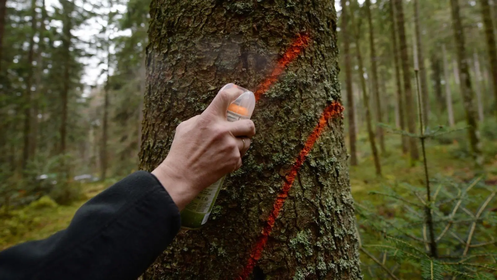 Ein Forstwirt markiert eine Fichte. (Foto: Patrick Seeger/dpa/Symbolbild)